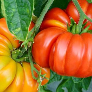 Heirloom Tomato Seedling Varieties